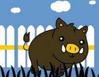 AN/FLASH 野猪动画 50动画币